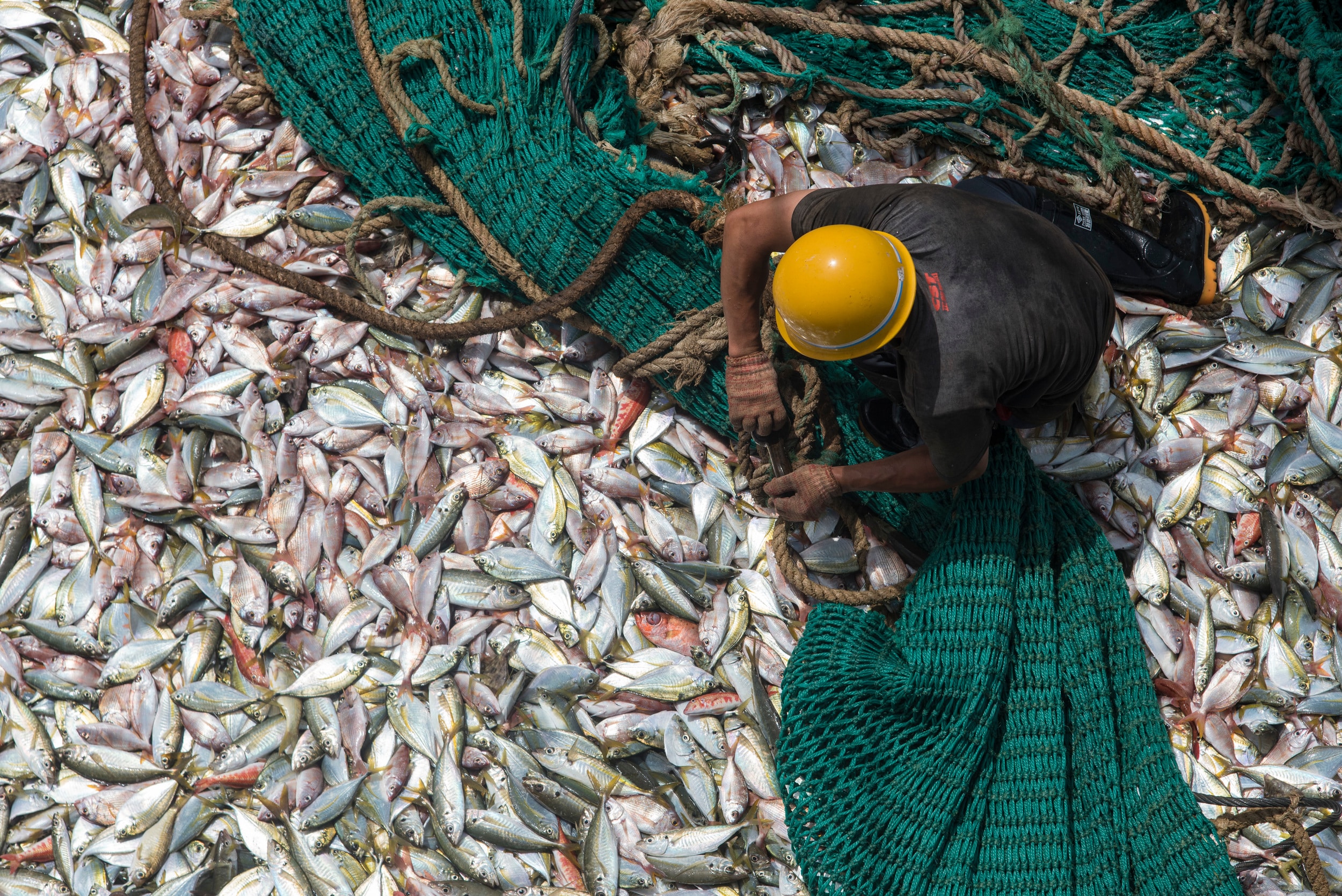 Pêche: main basse sur la Sardinelle